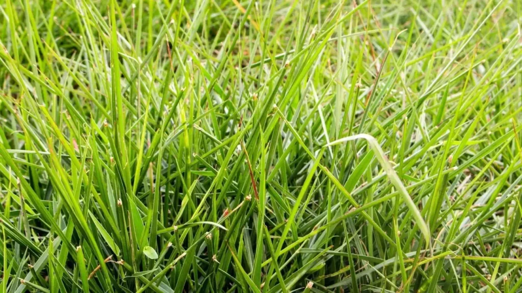 Como garantir um capim humidícola mais verde e produtivo