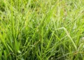 Como garantir um capim humidícola mais verde e produtivo