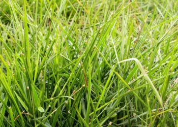 Como garantir um capim humidícola mais verde e produtivo