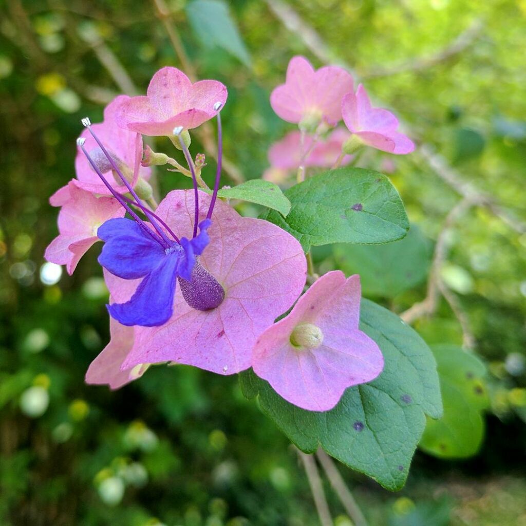 Chapéu Chinês Roxo: o Arbusto Que Encanta os Jardins e Atrai Beija-Flores