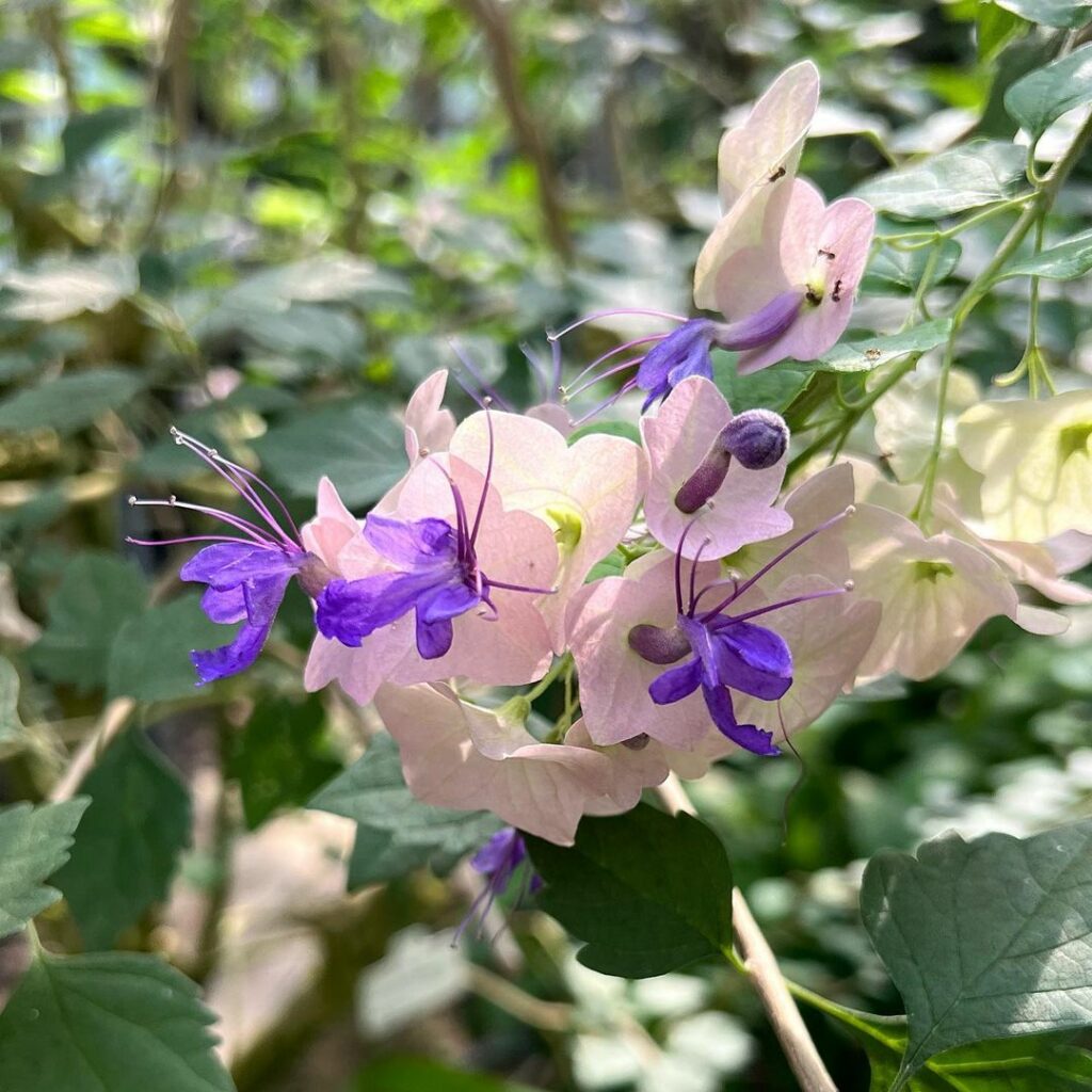 Chapéu Chinês Roxo: o Arbusto Que Encanta os Jardins e Atrai Beija-Flores