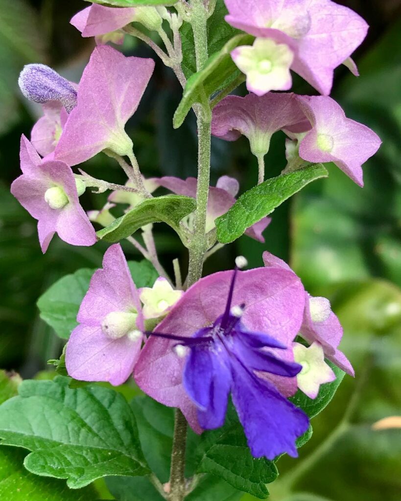 Chapéu Chinês Roxo: o Arbusto Que Encanta os Jardins e Atrai Beija-Flores