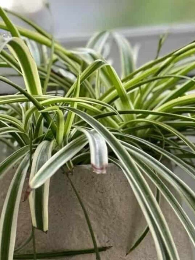 Chlorophytum comosum