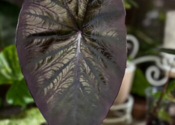 cropped-Colocasia-Black-Magic-2.jpg