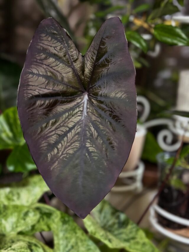 cropped-Colocasia-Black-Magic-2.jpg