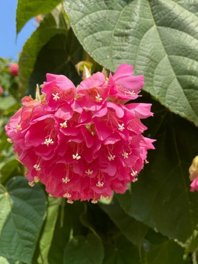 cropped-Dombeya-wallichii-3.jpg