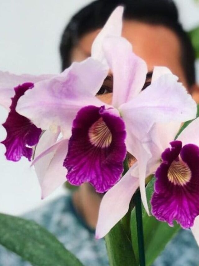 Laelia purpurata
