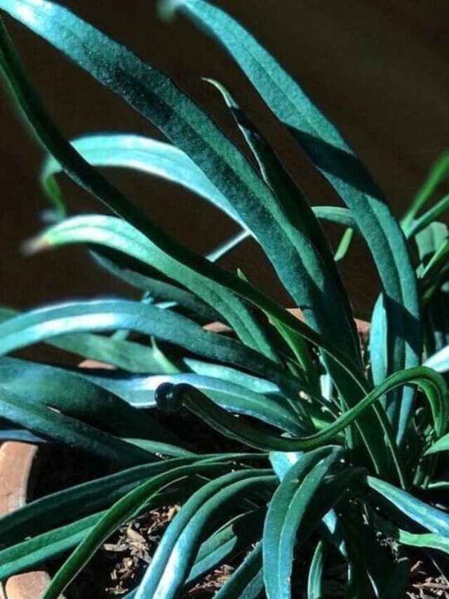 Microsorum thailandicum - Samambaia petroleo azul