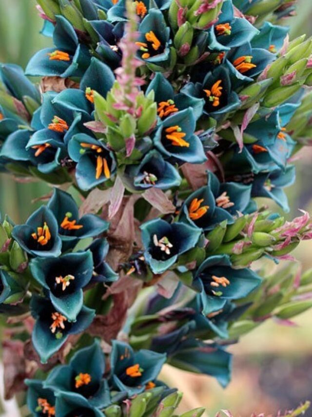 cropped-Puya-alpestris-2.jpg