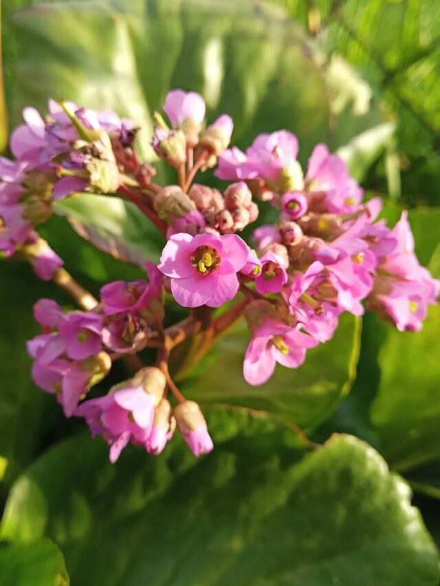 cropped-bergenia-5.jpg