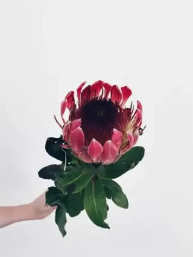 protea
