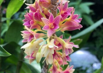 cropped-dendrobium-usitae-4.jpg
