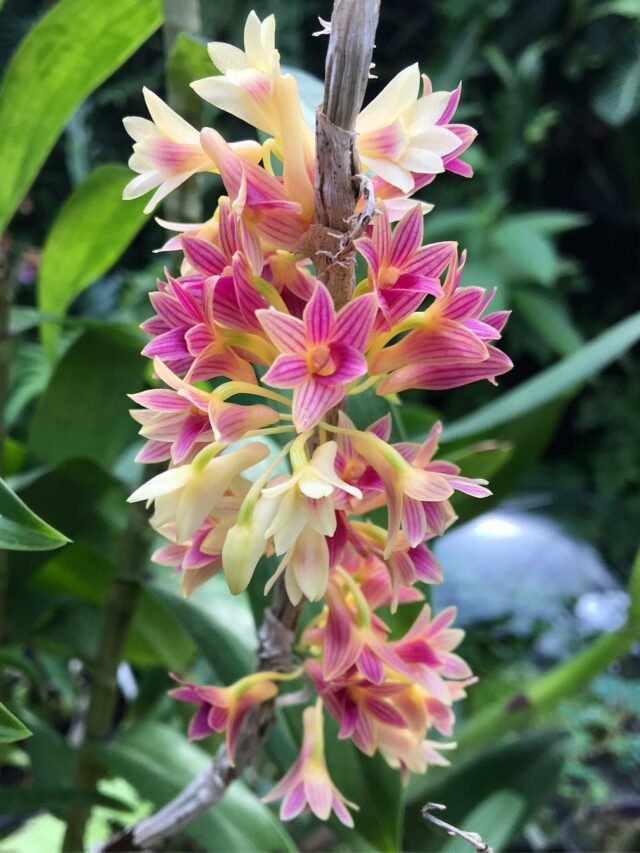 cropped-dendrobium-usitae-4.jpg