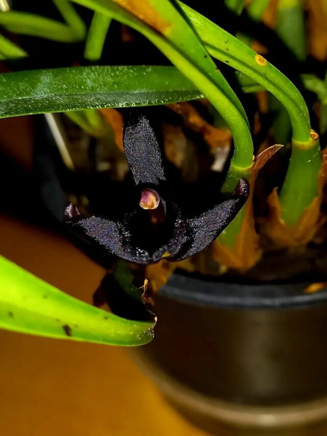 cropped-orquidea-negra-2.jpg