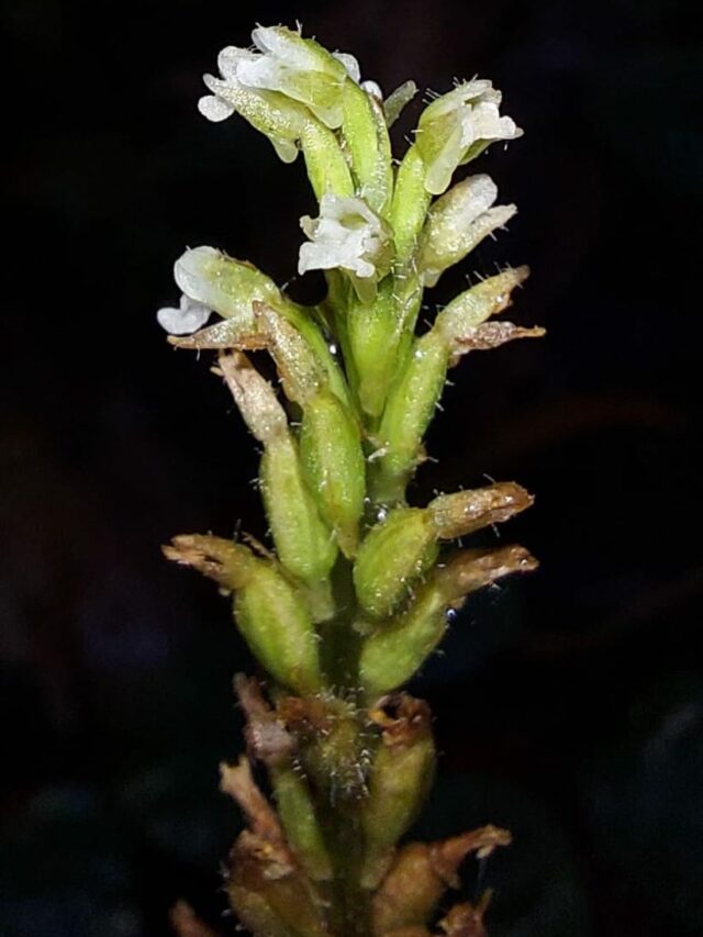 cropped-orquidea-rara-ufpr.jpeg