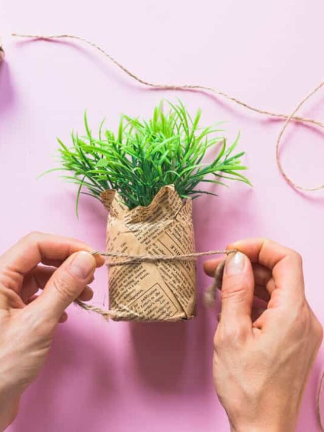 plantas presente natal