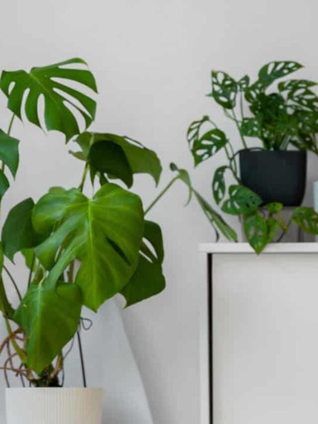 costela-de-adao x costela de eva