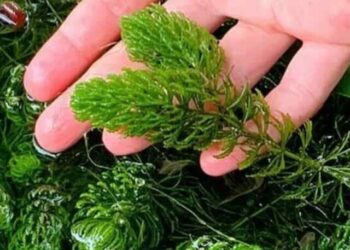 planta rabo de raposa