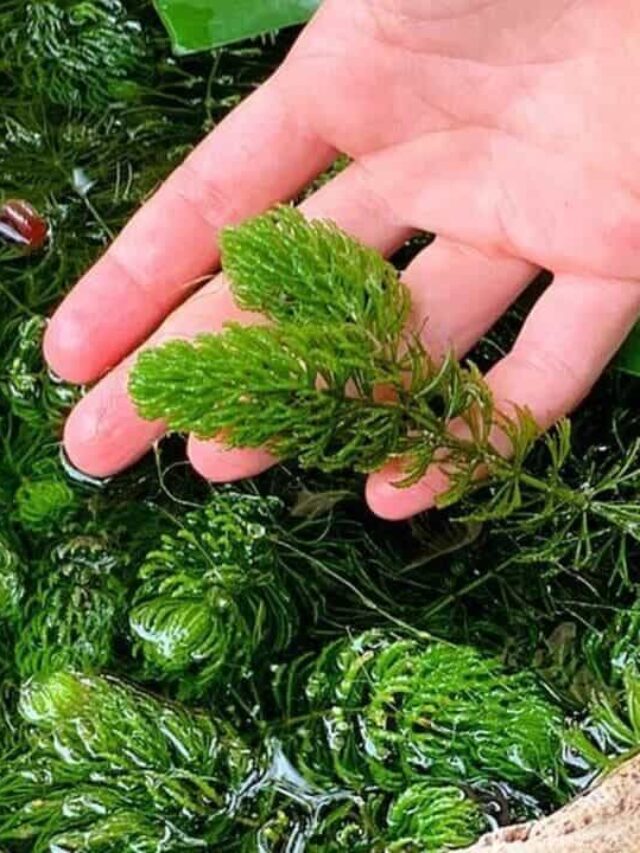 planta rabo de raposa