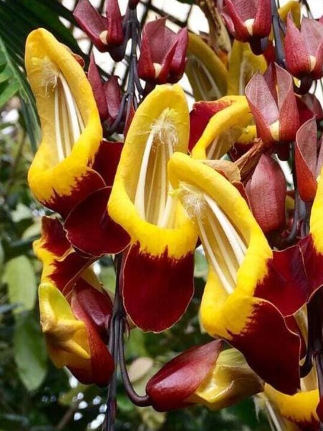 Thunbergia mysorensis - sapatinho de judia