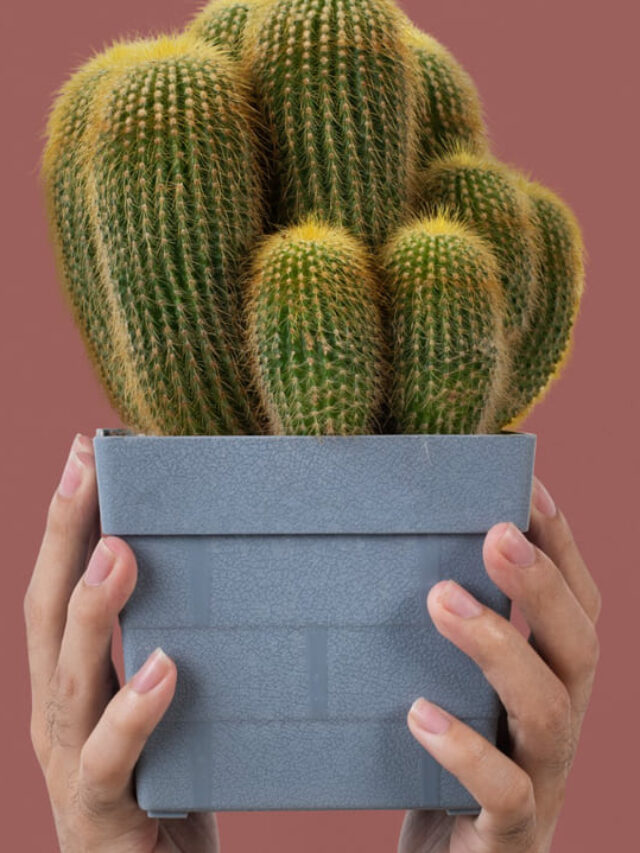 vasos quadrados suculentas cactos