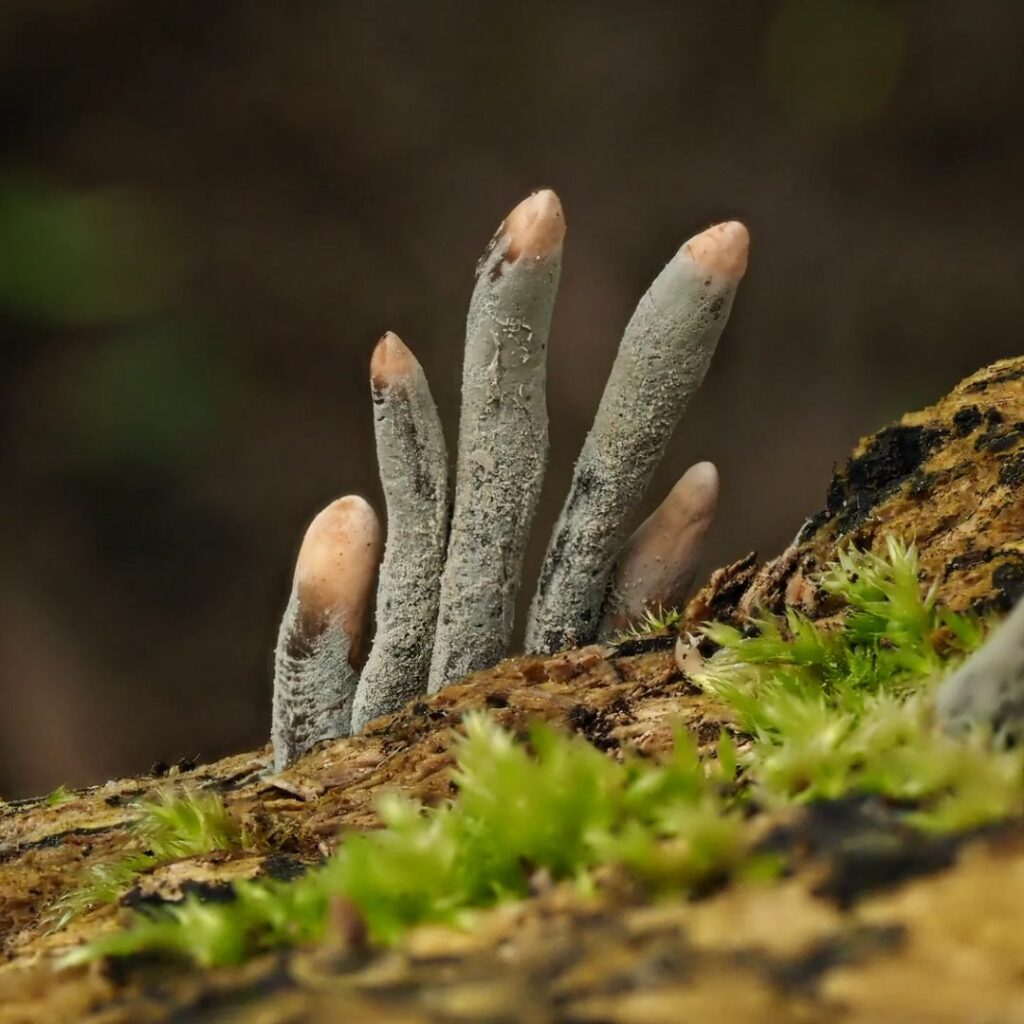 Xylaria polymorpha: O curioso fungo "Dedos de Morto" e sua importância ecológica