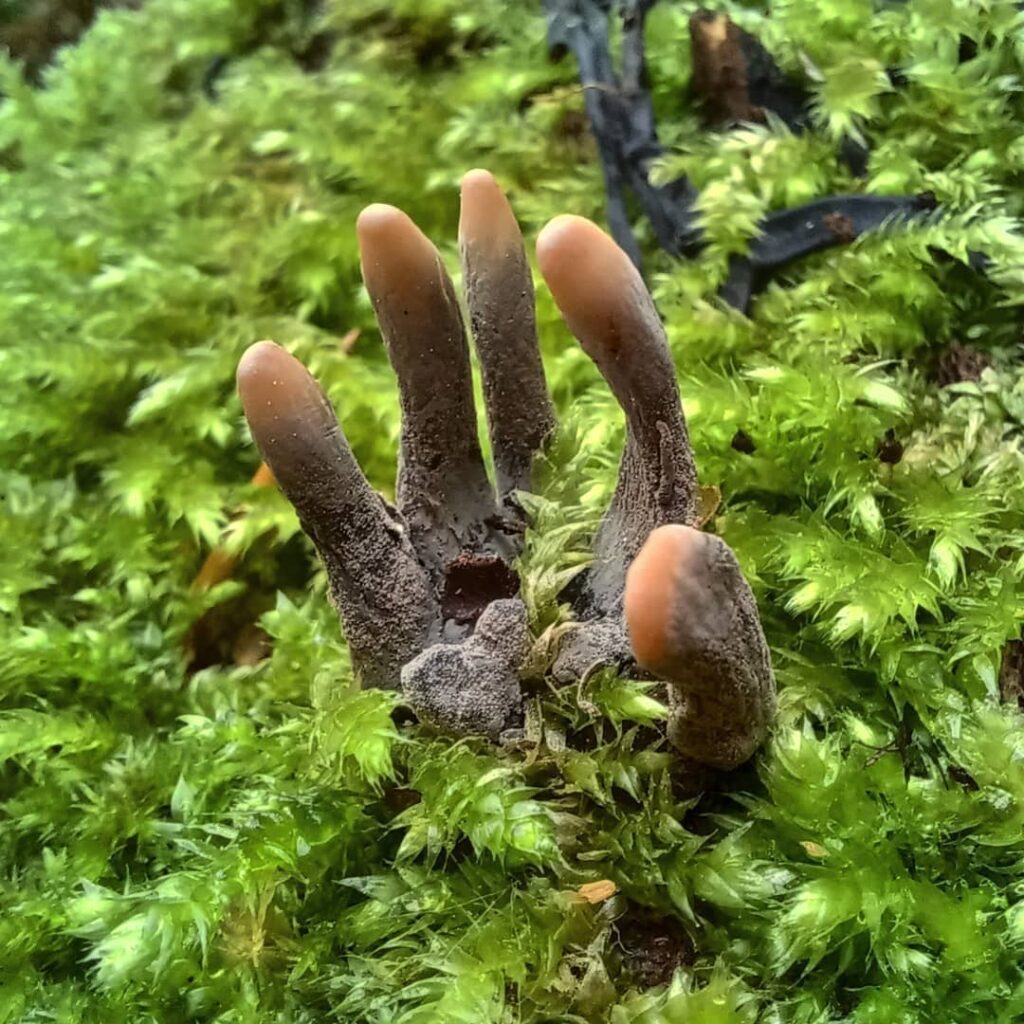 Xylaria polymorpha: O curioso fungo "Dedos de Morto" e sua importância ecológica