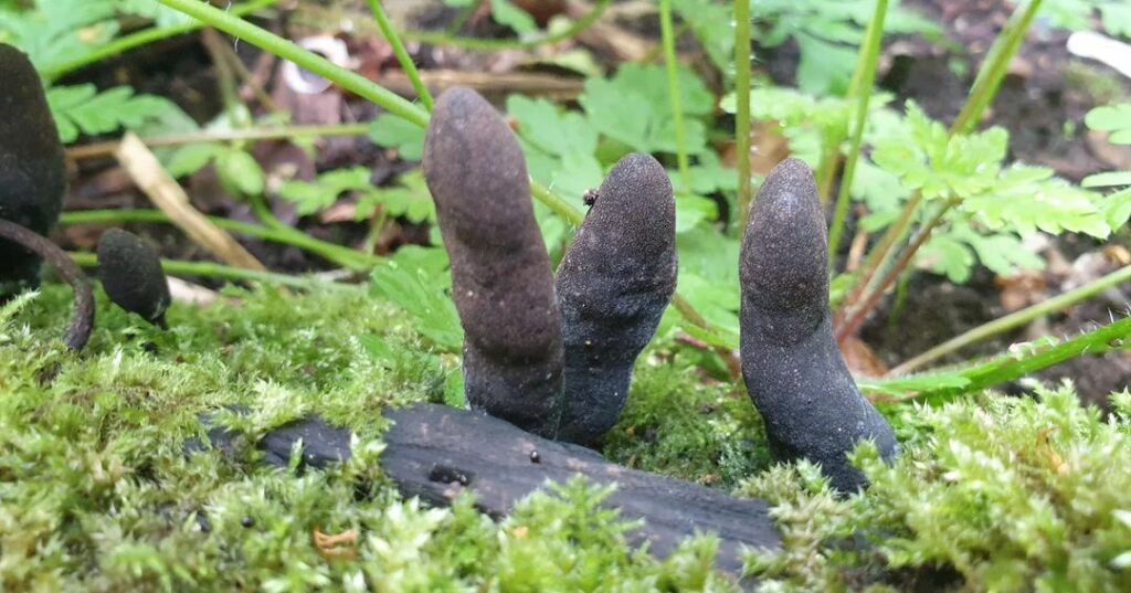 Xylaria polymorpha: O curioso fungo "Dedos de Morto" e sua importância ecológica