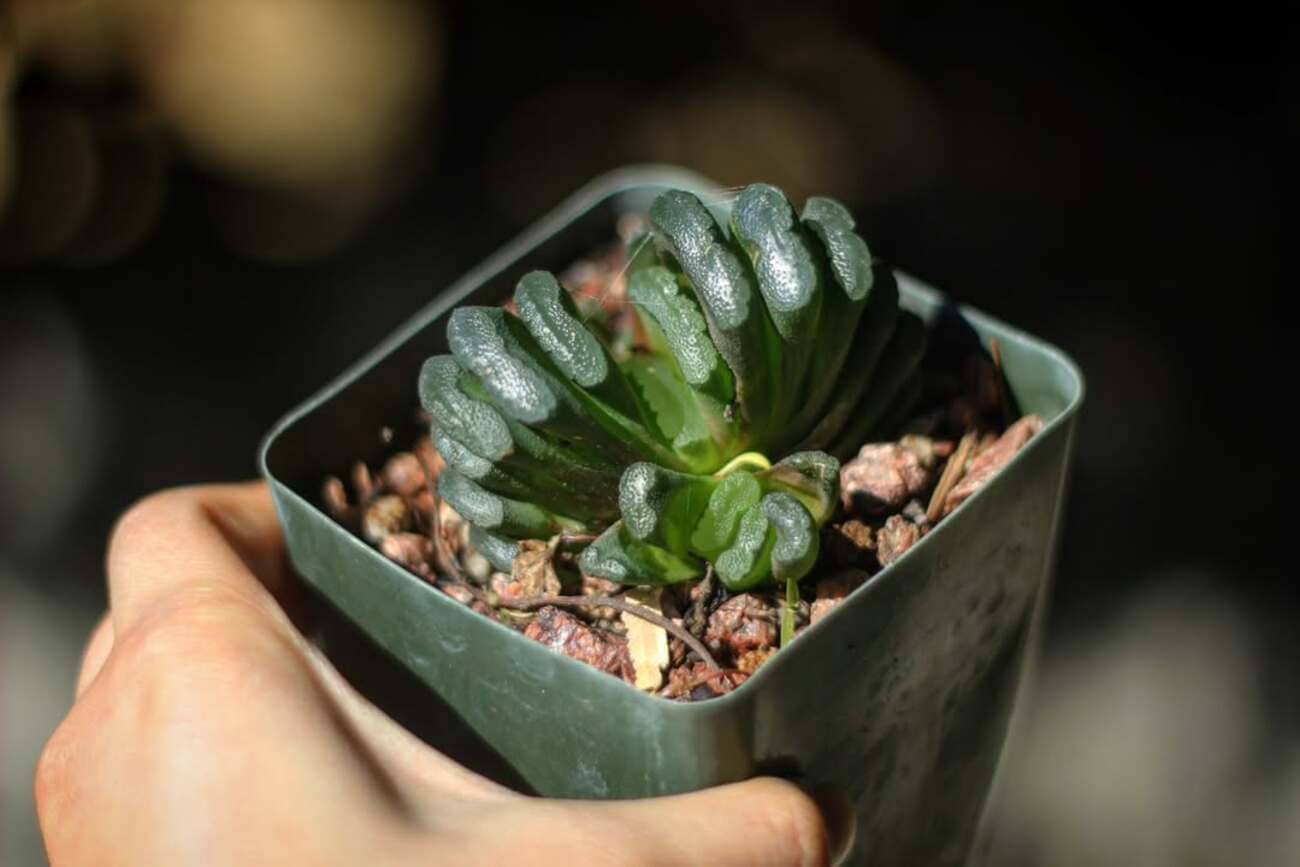 suculenta dente de cavalo