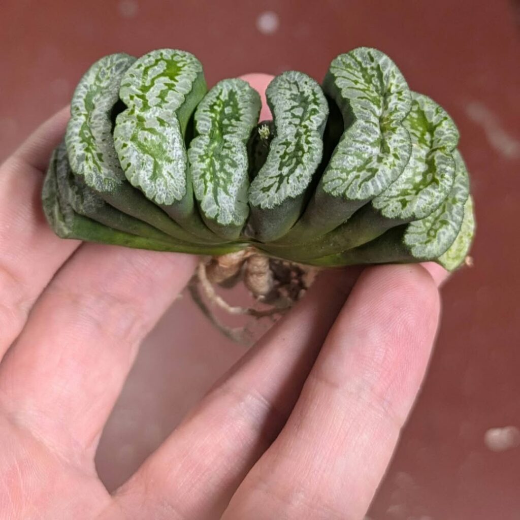 Rara, a suculenta Dente de Cavalo (Haworthia truncata) surpreende com suas folhas triangulares.