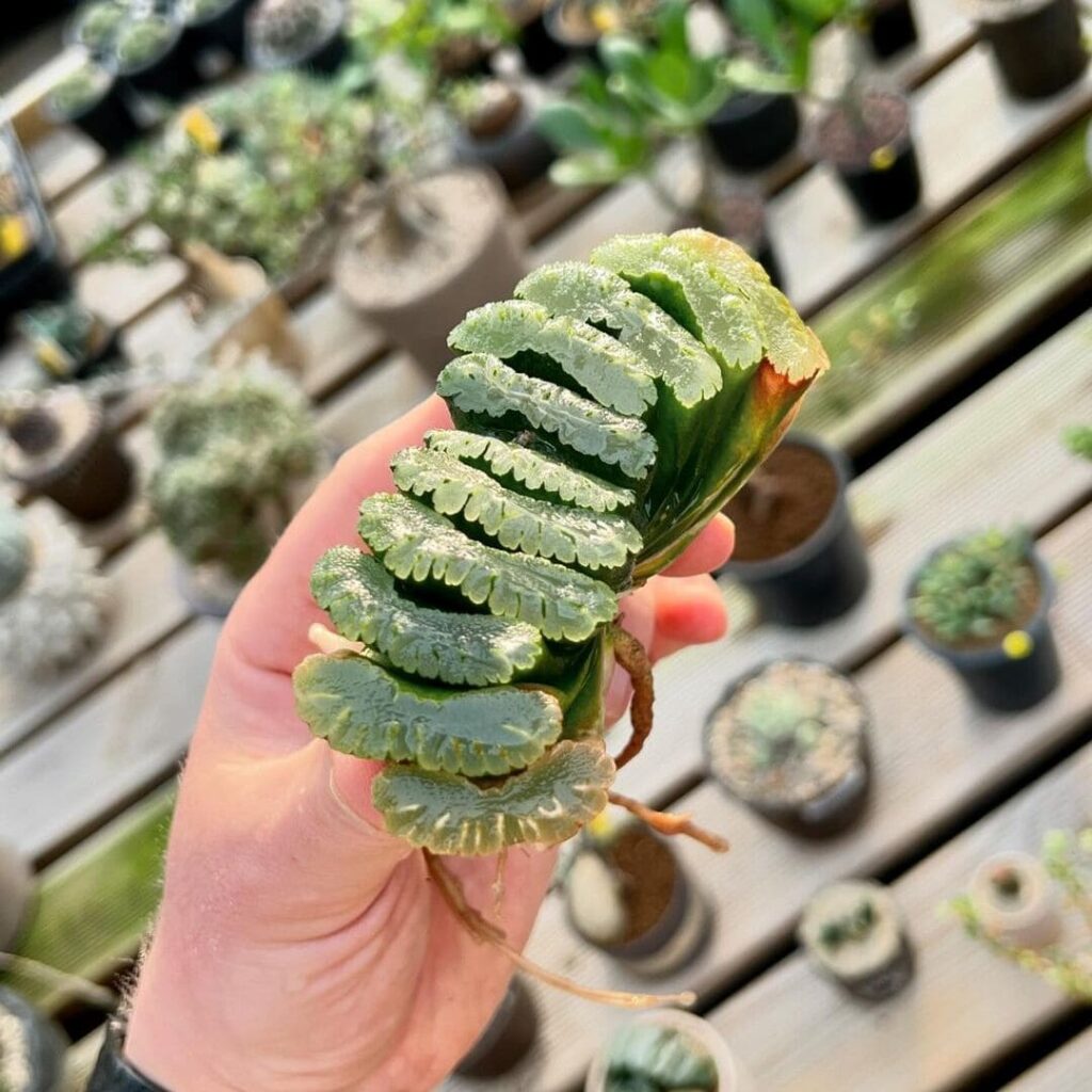 Rara, a suculenta Dente de Cavalo (Haworthia truncata) surpreende com suas folhas triangulares.