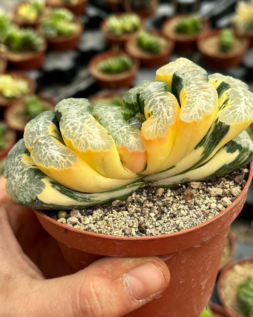 Rara, a suculenta Dente de Cavalo (Haworthia truncata) surpreende com suas folhas triangulares.