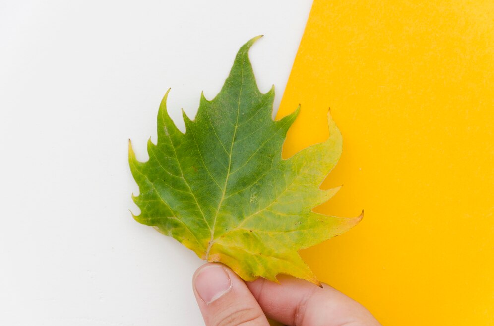 Água na Medida: Dicas para Evitar o Encharcamento das Suas Plantas.