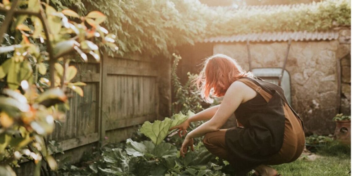Fertilizantes em plantas domésticas. Quando é hora de usar?