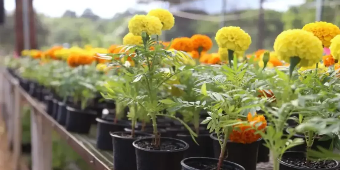 Festa das Flores de Maringá oferece variedade de plantas e flores a partir de R$ 2