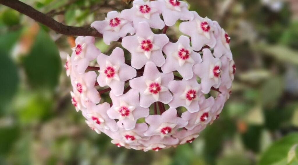 Como estimular a floração da flor-de-cera?