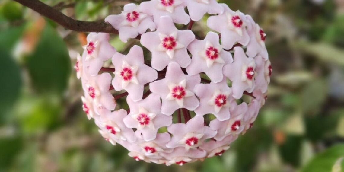 Flor-de-cera: os segredos para fazer a Hoya carnosa florescer em qualquer estação