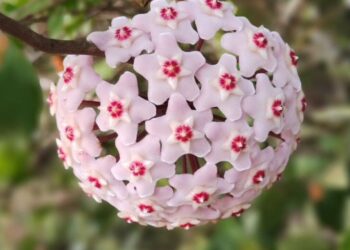 Flor-de-cera: os segredos para fazer a Hoya carnosa florescer em qualquer estação