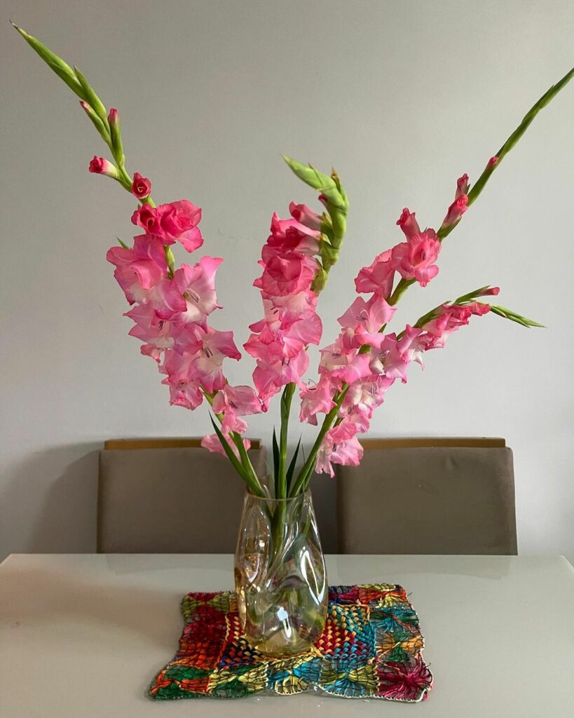 Gladiolos (gladiolus)