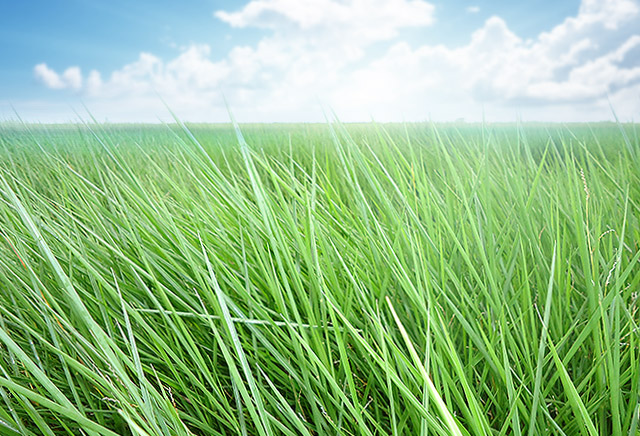 Como garantir um capim humidícola mais verde e produtivo