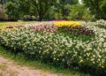 plantas flores