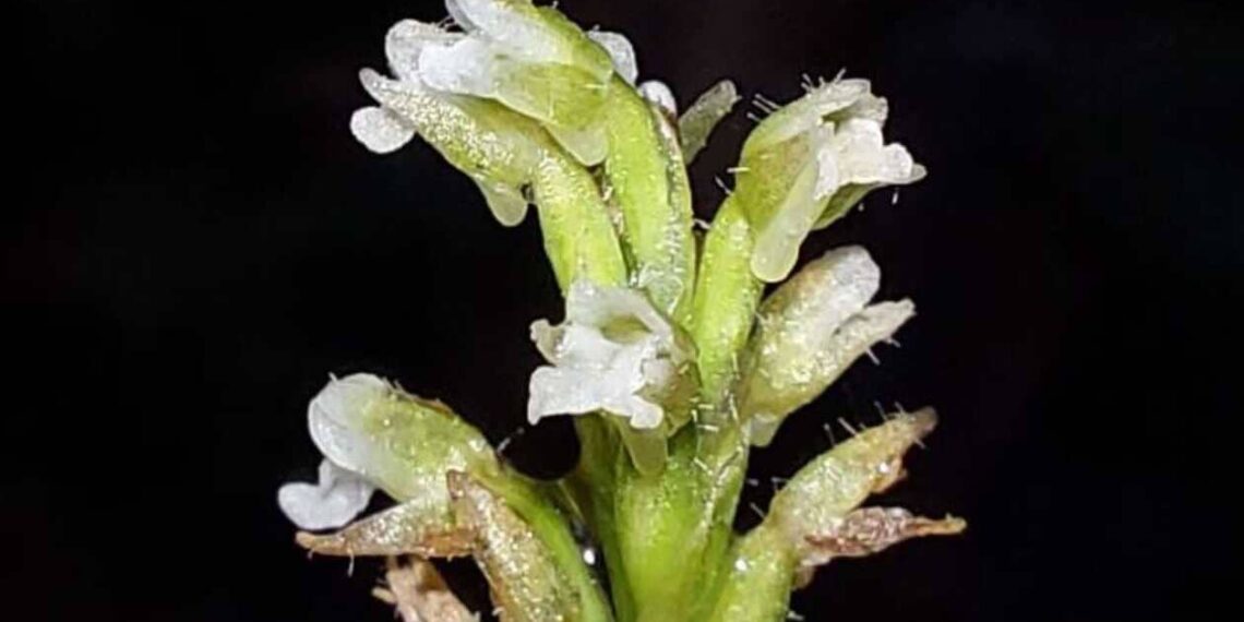 Descoberta Científica: Orquídea Rara Encontrada pela UFPR na Ilha do Mel