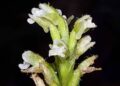 Descoberta Científica: Orquídea Rara Encontrada pela UFPR na Ilha do Mel