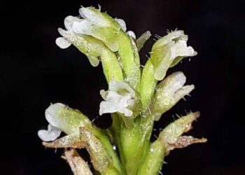 Descoberta Científica: Orquídea Rara Encontrada pela UFPR na Ilha do Mel