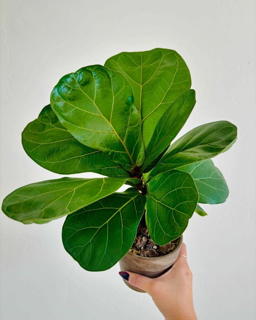5 plantas que não precisam de sol o tempo todo para ter em casa.