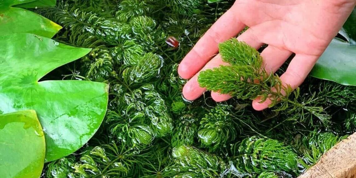 planta rabo de raposa