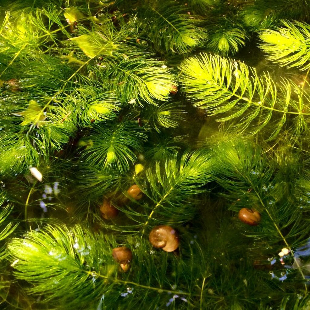 Rabo-de-Raposa (Ceratophyllum demersum)