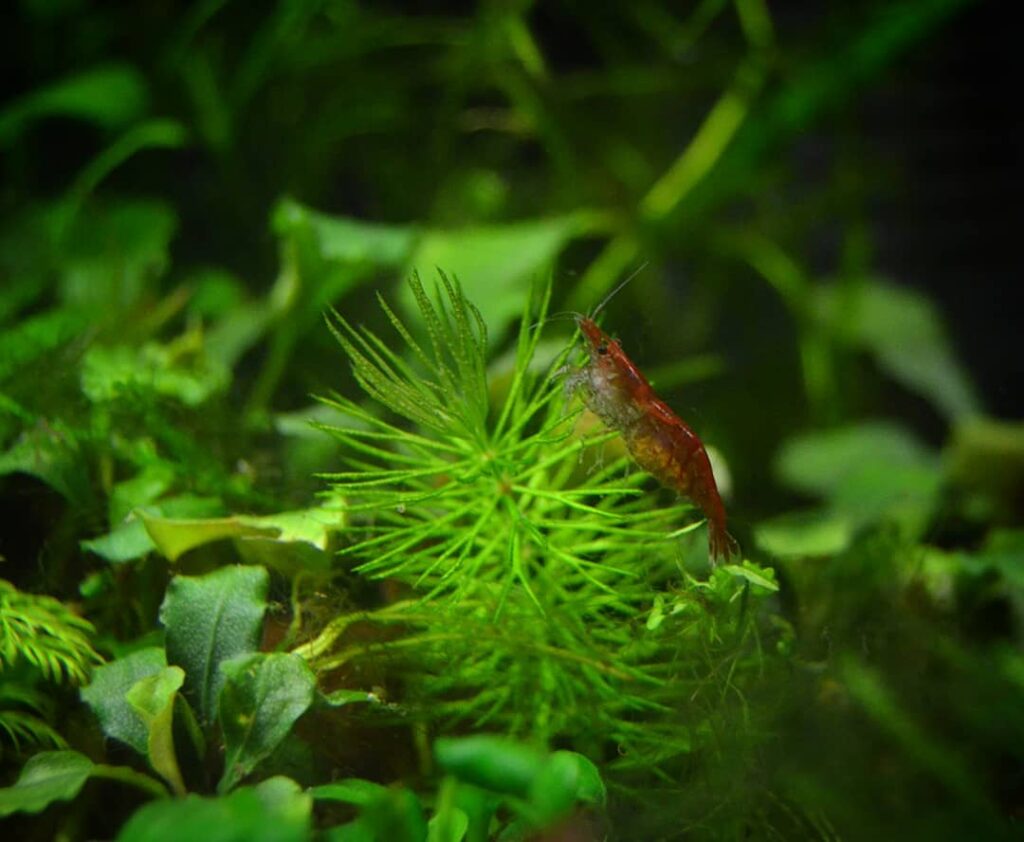 Rabo-de-Raposa (Ceratophyllum demersum)
