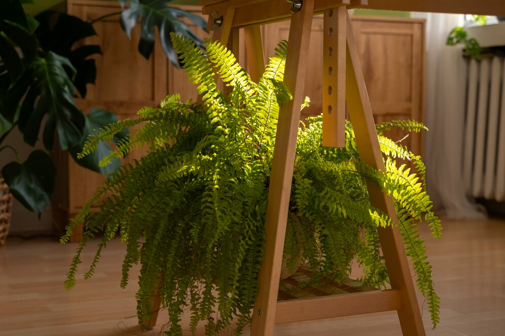 Refresque a casa com plantas: 8 espécies que ajudam a regular a temperatura dos ambientes.
