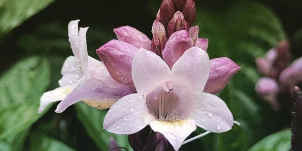 Planta Sino Azul (Camarão-Roxo): Beleza Vibrante para Paisagismos Tropicais